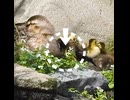 母カモのお腹の下に入りたがるヒナたち【カルガモ親子】