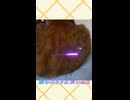 キジトラ姐さんもしかして狩りが苦手？