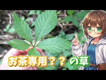 これから旬の"お茶特化型山菜"を採って楽しむ【アマチャヅル】