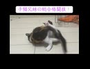 子猫兄妹の猫レスリング