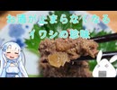 【一品もの】旬のイワシを余すことなくいただきたいのでおつまみに仕立てましょうか（イワシのワタ味噌）【ゆっくり音声】