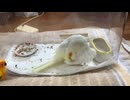 ヒナちゃんでもプラケースのなかで羽繕いをはじめる□