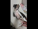 飼い主の席を占拠し立ち退きを拒むイッヌ
