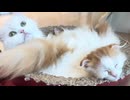 爪研ぎの中で寝ているニャンズ