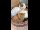 爪研ぎで寝ているニャンズの輪に入る子猫
