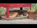 ホース格納箱の下で涼む島猫さん