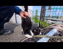 【癒し】漁港の髭ハチワレ猫が「モフって！」と甘えに来た件が可愛すぎる