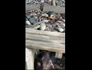 子猫たちが寝た隙きにテーブルの上にモフられに来たママ猫ちゃん、子猫が起きて鳴き声が聞こえると急いで戻って行きました。