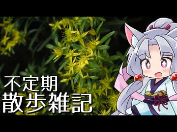 不定期散歩雑記_112 - 雨の立久恵峡