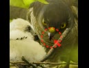 白いヒナに餌を運ぶツミの母鳥【野鳥観察】
