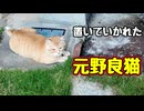 また 撒かれた 【元野良猫】