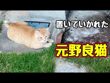 また 撒かれた 【元野良猫】