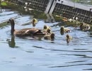 親カモと子ガモが泳ぐ様子 2026 7 18
