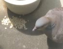 餌を食べる鳩 2026 7 18