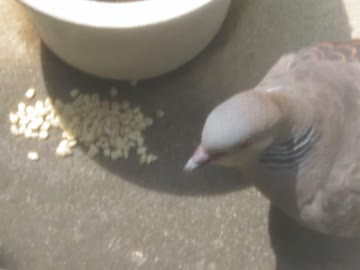 餌を食べる鳩 2026 7 18