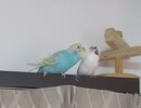 まるで片思いなインコ ジュウシマツに嫌がられてる2026 7 18