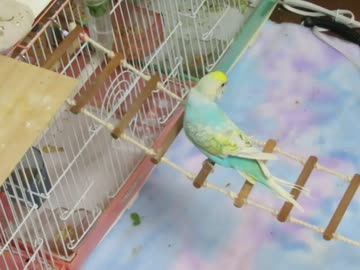 梯子で遊ぶ？インコとキンカチョウ2026  7 18
