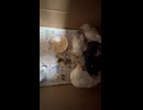 今日のひよこ4