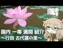 【シンプル車載動画投稿祭】園内 一帯 満開 紹介 ～行田 古代蓮の里～【ラップっぽいなにか】