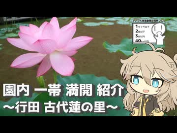 【シンプル車載動画投稿祭】園内 一帯 満開 紹介 ～行田 古代蓮の里～【ラップっぽいなにか】