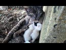 【猫島】お出迎え係の超人懐っこい黒マーブル猫、今度は子育てに全力だった！