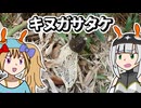 【キノコ解説】嗅ぐやこの鼻キヌガサタケ【黒朱乃姉妹？の茸撮り】