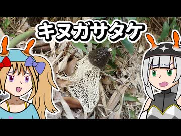 【キノコ解説】嗅ぐやこの鼻キヌガサタケ【黒朱乃姉妹？の茸撮り】