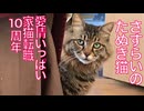 さすらいのたぬき猫、家猫転職10周年を迎える