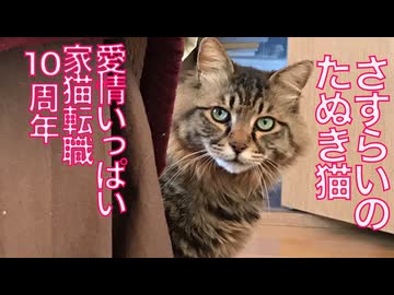 さすらいのたぬき猫、家猫転職10周年を迎える