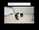 子猫のやんのかステップ合戦！