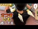 オカメインコの食い意地‼️愛で育てた芋への執着が凄いｗ