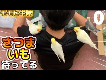 オカメインコの食い意地‼️愛で育てた芋への執着が凄いｗ