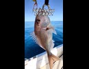 【100均の本気】ダイソーのタイラバをそのままぶっ込んでみたら真鯛が釣れた件。