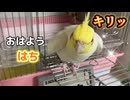 【実録】毎朝の日課が可愛すぎるｗ嫉妬するインコが尊い