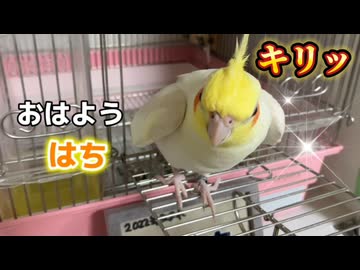 【実録】毎朝の日課が可愛すぎるｗ嫉妬するインコが尊い