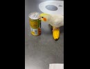 バナナの上から缶をいたずらしたら、ビックリしちゃうピーすけちゃん□