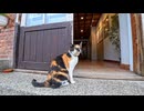 【台湾 猫村】朝ご飯の時間！観光案内所に現れた三毛猫ちゃんが可愛すぎた