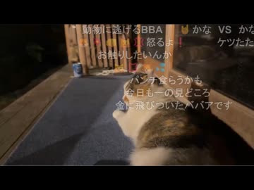【かなたさんの配信に、仕事終わりのうちゃんが登場】かなた「うちゃん、来た」「うちゃん、おつかれ」