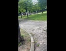 アニマルビデオ　AV サギ　鳥　もふもふ　動画　2026/07/18