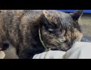 そばに来てくれた旅館のスタッフ猫さんをナデナデ
