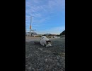 お魚咥えたドラ猫
