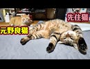 一緒に寝てると思ったら…【元野良猫】