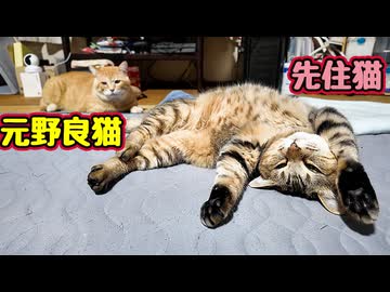 一緒に寝てると思ったら…【元野良猫】