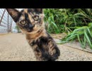 猫パンチする!?しない!? 迷いまくる子猫が尊すぎたｗ