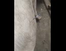 Treating bloat in Cows.  牛の鼓脹症の治療