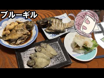 【千円夕餉研究会】ブルーギル釣って食べましょう【きりたんのテキトークッキング】