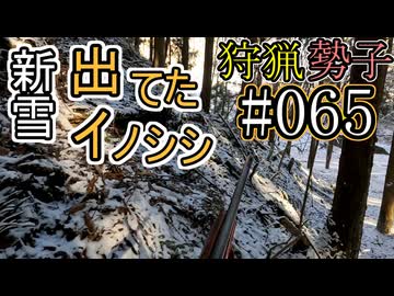 狩猟勢子動画＃065　新雪　出てたイノシシ