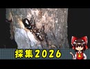 採集！2026年