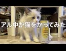 猫をかってみた…。