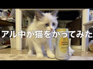 猫をかってみた…。